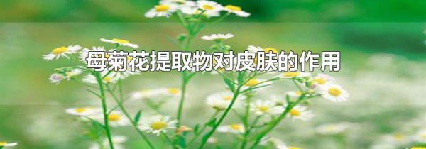 母菊花提取物对皮肤的作用