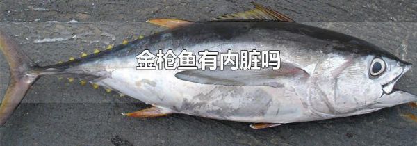 金枪鱼有内脏吗