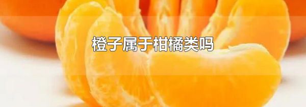 橙子属于柑橘类吗