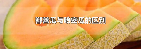 鄯善瓜与哈密瓜的区别