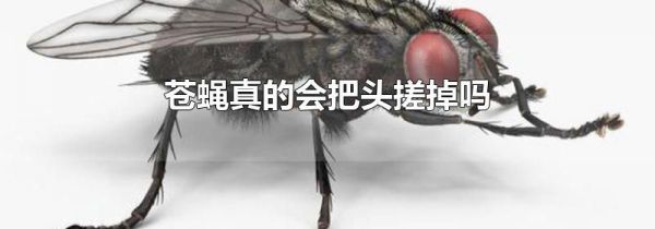 苍蝇真的会把头搓掉吗
