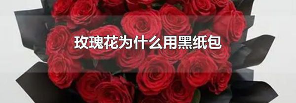 玫瑰花为什么用黑纸包