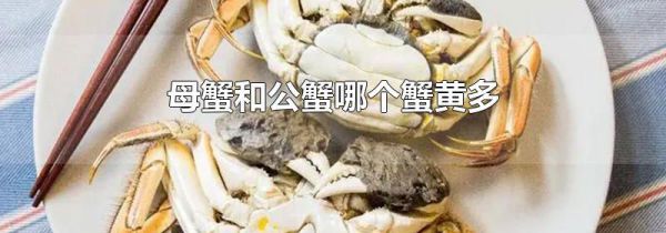 母蟹和公蟹哪个蟹黄多