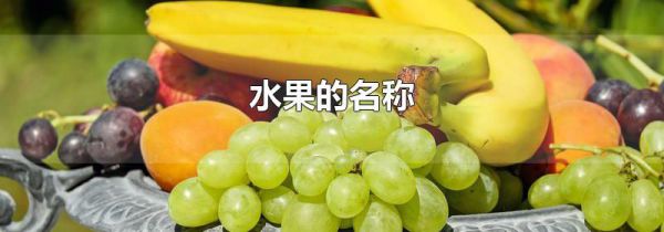 水果的名称