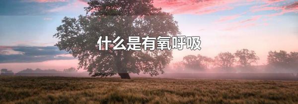 什么是有氧呼吸