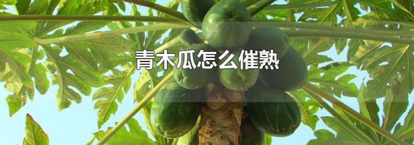 青木瓜怎么催熟
