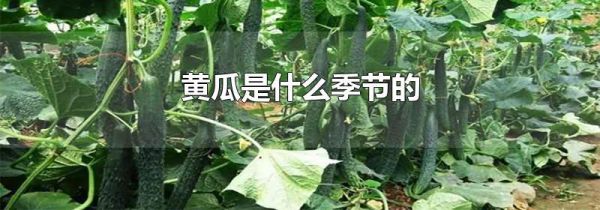 黄瓜是什么季节的