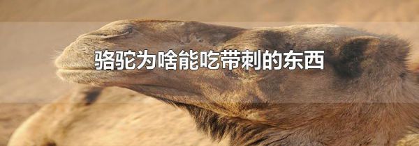 骆驼为啥能吃带刺的东西