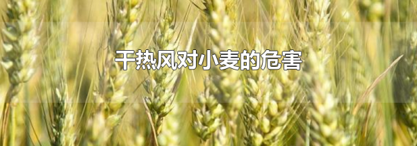 干热风对小麦的危害