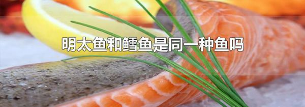 明太鱼和鳕鱼是同一种鱼吗