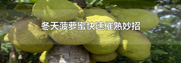 冬天菠萝蜜快速催熟妙招