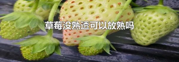 草莓没熟透可以放熟吗