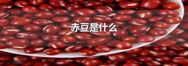 赤豆是什么
