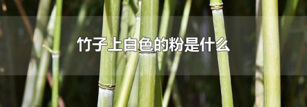 竹子上白色的粉是什么