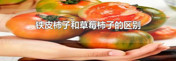 铁皮柿子和草莓柿子的区别