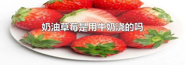 奶油草莓是用牛奶浇的吗