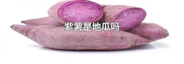 紫薯是地瓜吗