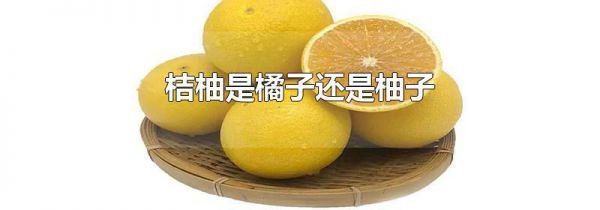 桔柚是橘子还是柚子