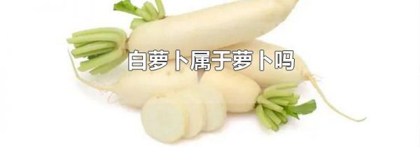 白萝卜属于萝卜吗