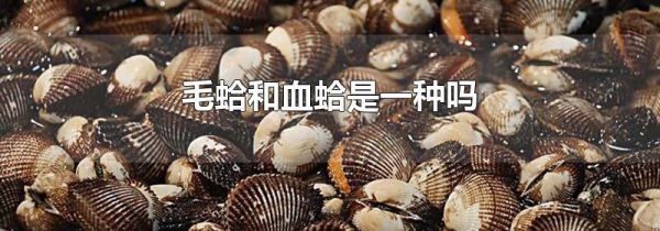 毛蛤和血蛤是一种吗