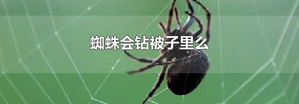 蜘蛛会钻被子里么