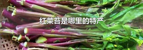 红菜苔是哪里的特产