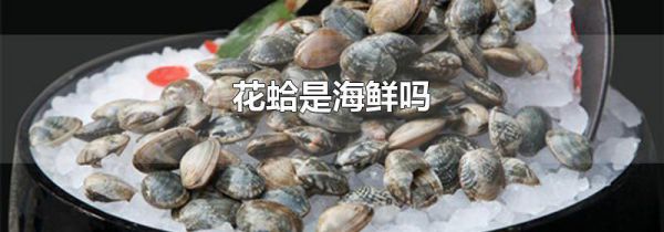 花蛤是海鲜吗