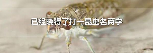 已经晓得了打一昆虫名两字