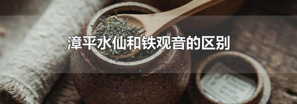 漳平水仙和铁观音的区别