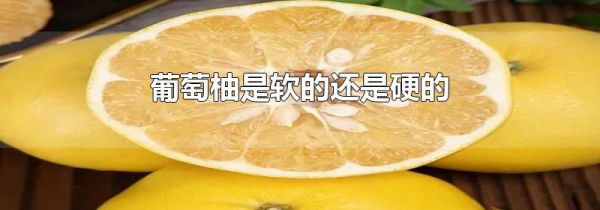 葡萄柚是软的还是硬的