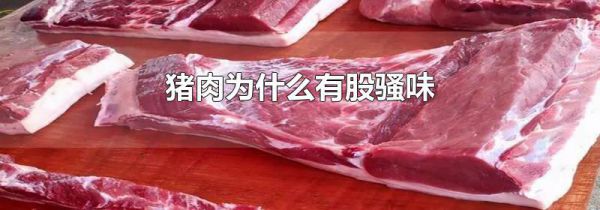 猪肉为什么有股骚味