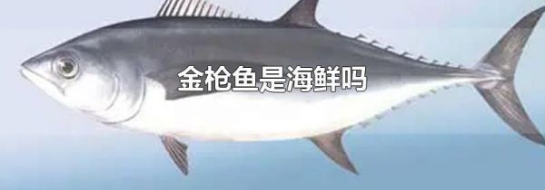 金枪鱼是海鲜吗