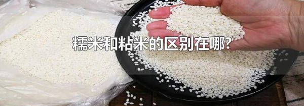糯米和粘米的区别在哪?