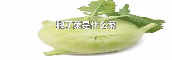 撇了菜是什么菜