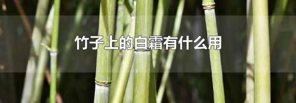 竹子上的白霜有什么用