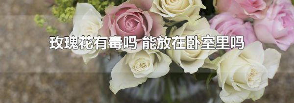 玫瑰花有毒吗 能放在卧室里吗