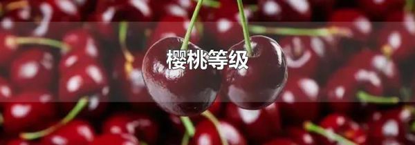 樱桃等级