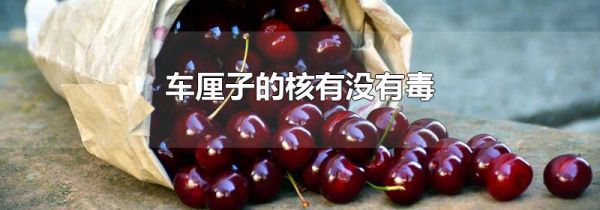 车厘子的核有没有毒
