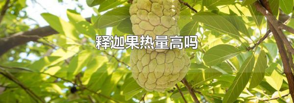 释迦果热量高吗