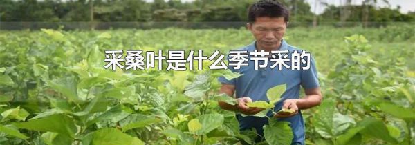 采桑叶是什么季节采的