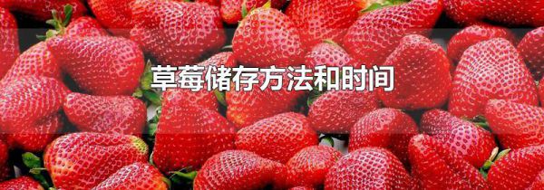 草莓储存方法和时间