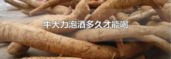 牛大力泡酒多久才能喝