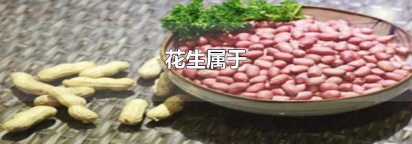 花生属于