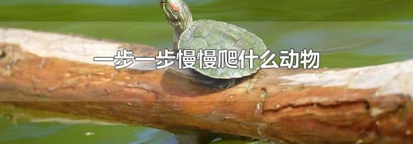 一步一步慢慢爬什么动物