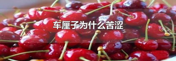 车厘子为什么苦涩