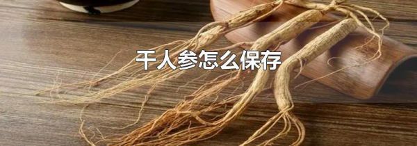 干人参怎么保存