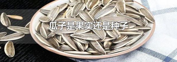 瓜子是果实还是种子