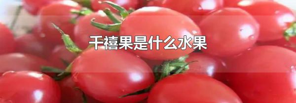 千禧果是什么水果