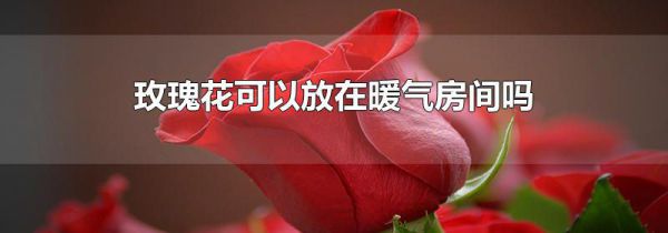 玫瑰花可以放在暖气房间吗