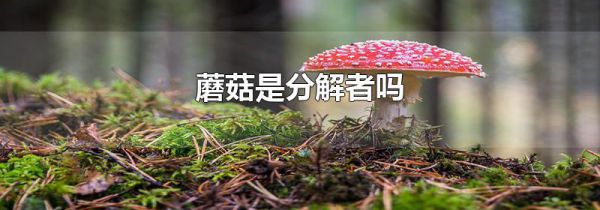 蘑菇是分解者吗